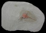 Xiphosurida Arthropod - Horseshoe Crab Ancestor #62660-2